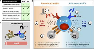 Homeostatic role of B-1 cells in tissue immunity